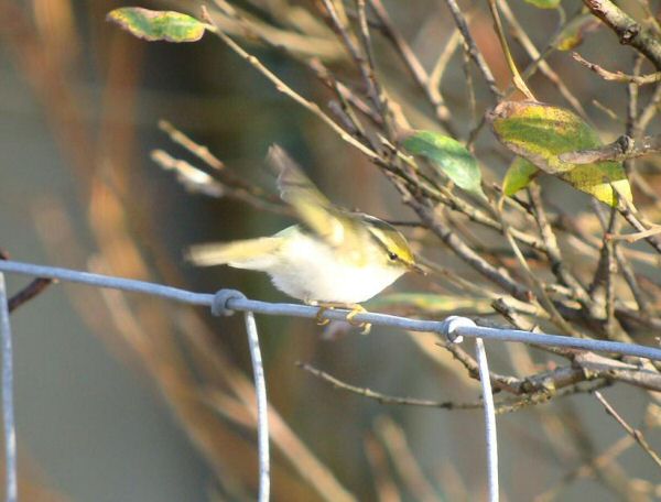Pallas's Warbler