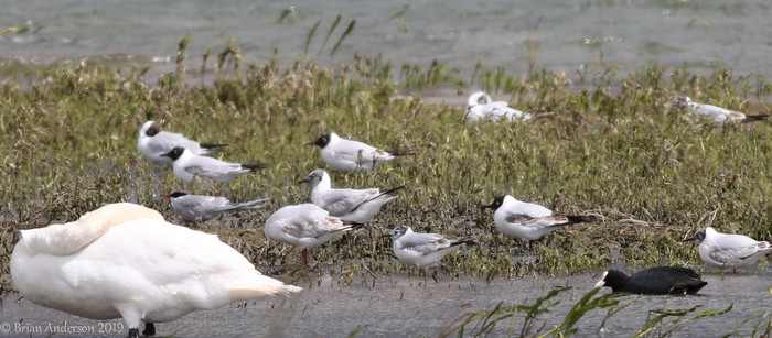 Bonaparte's Gull