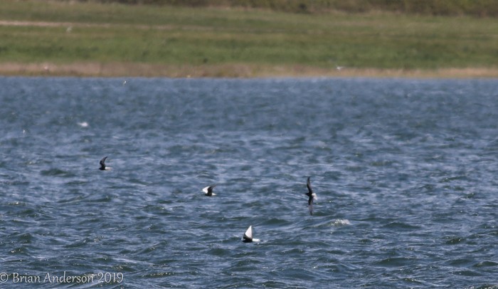 White-winged Black Tern