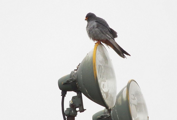 Red-footed Falcon