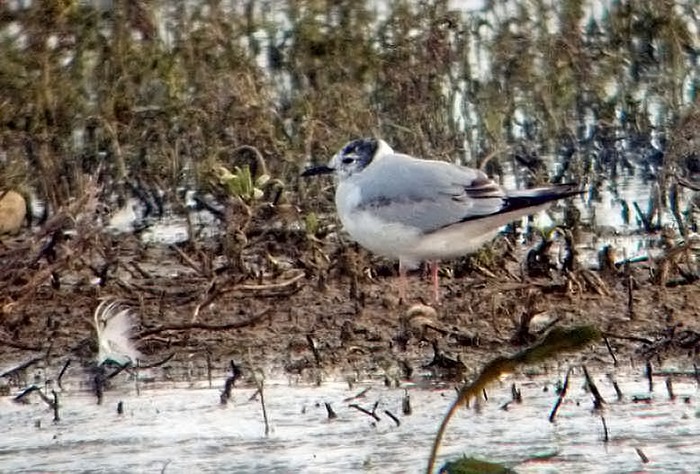Bonaparte's Gull