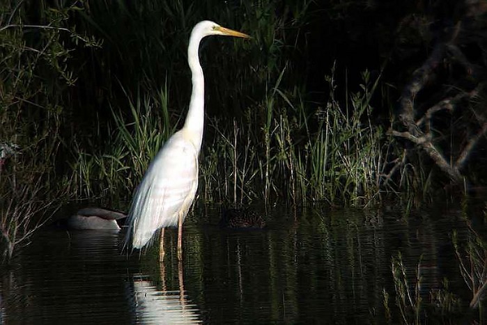 Great White Egret
