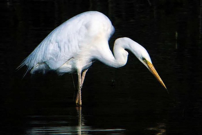 Great White Egret