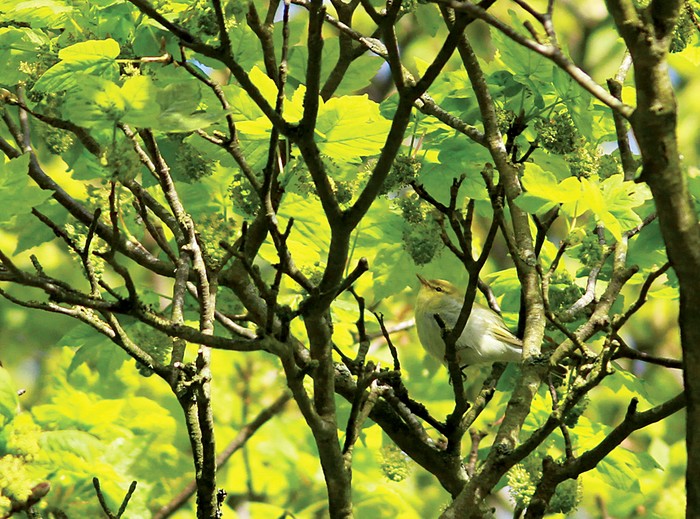 Wood Warbler