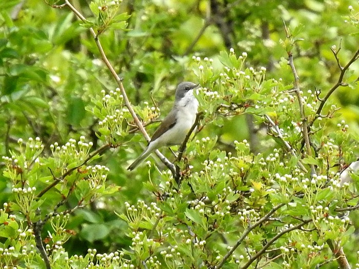 Lesser Whitethroat