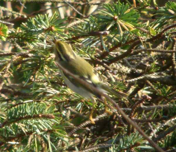 Pallas's Warbler