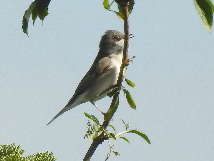 Lesser Whitethroat