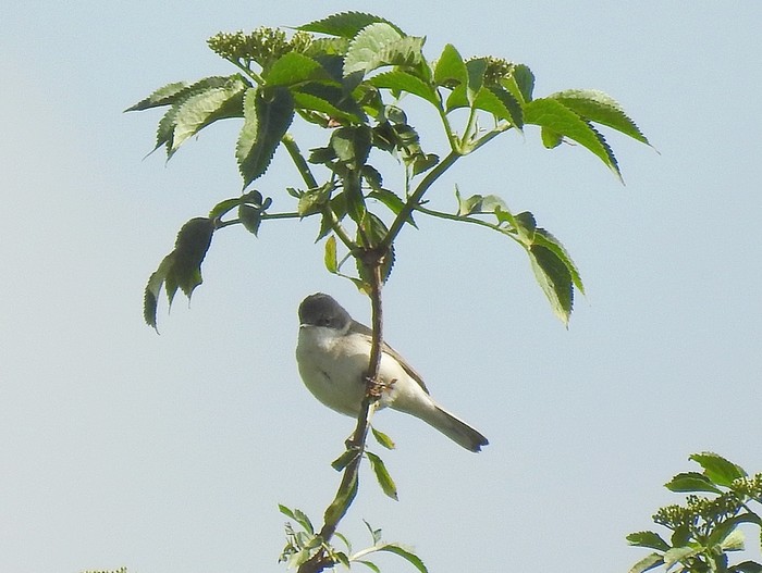 Lesser Whitethroat