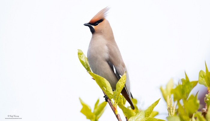 Waxwing