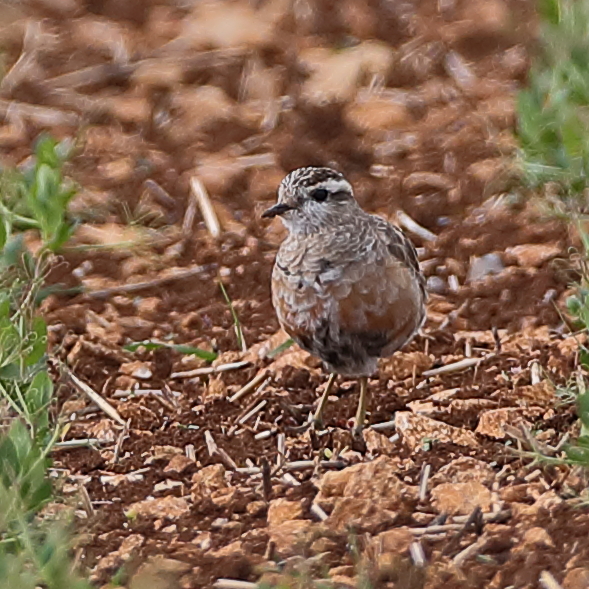 Dotterel