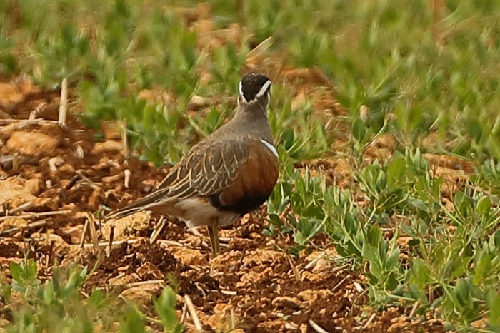 Dotterel