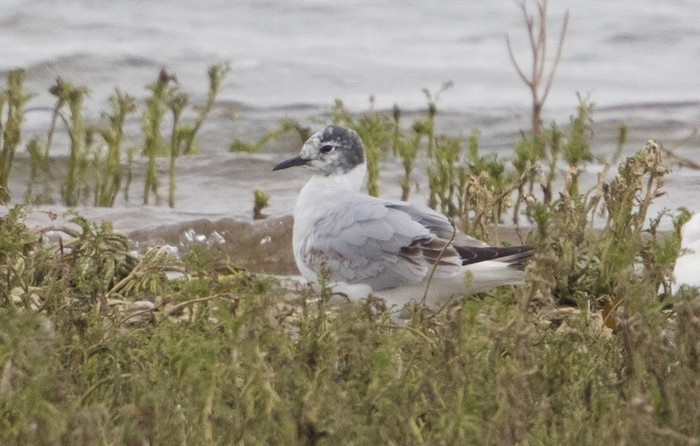 Bonaparte's Gull