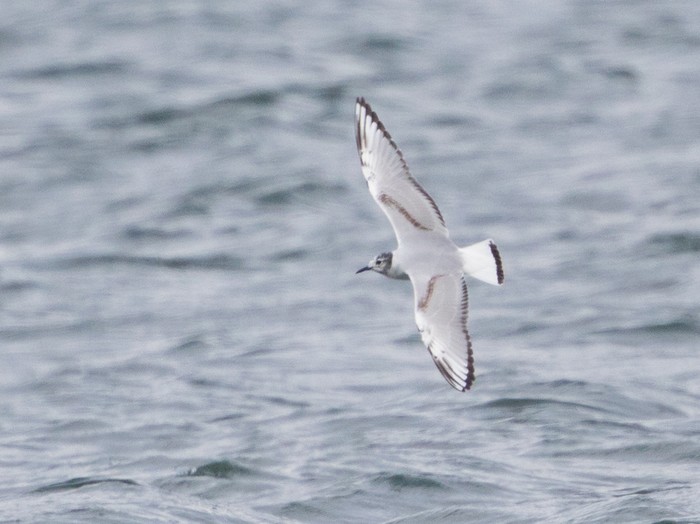 Bonaparte's Gull