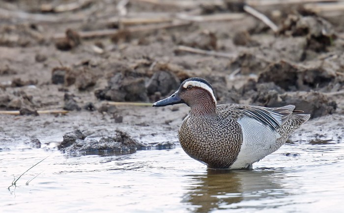 Garganey