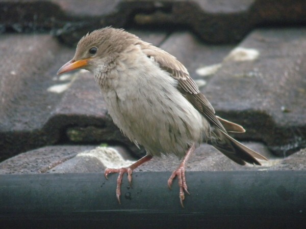 Rose-coloured Starling