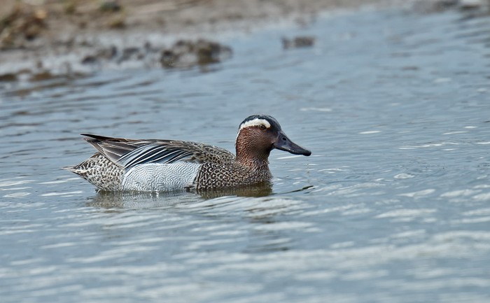 Garganey
