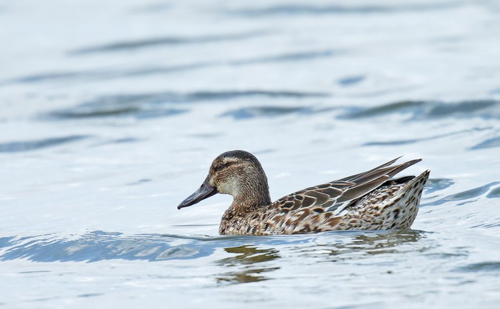 Garganey
