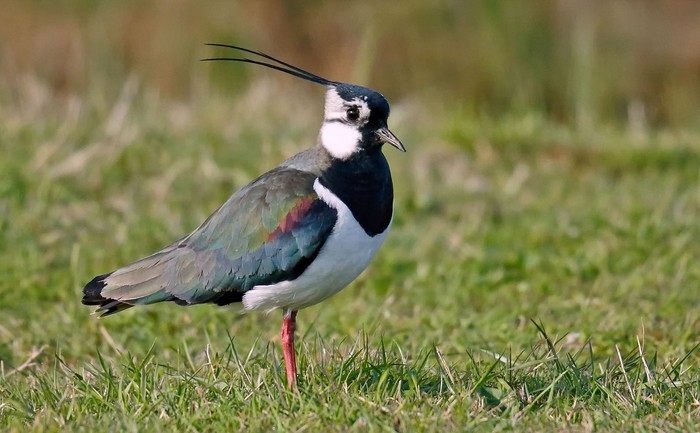Lapwing