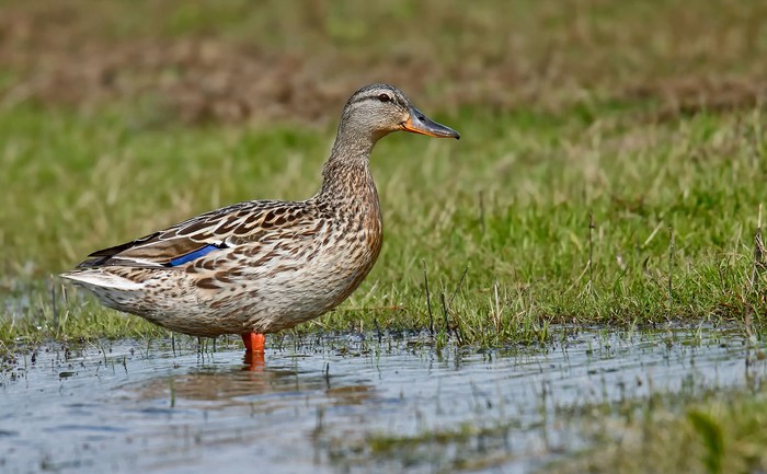 Mallard