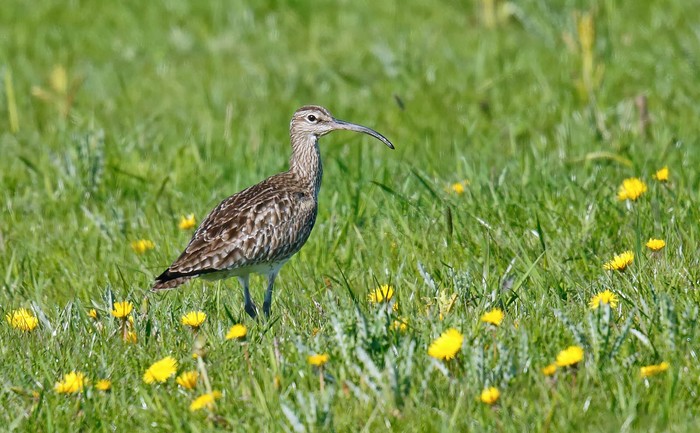 Whimbrel