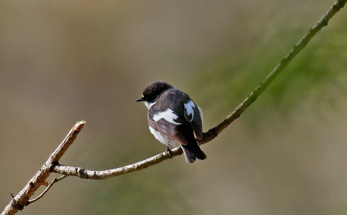 Pied Flycatcher