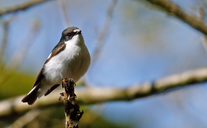 Pied Flycatcher