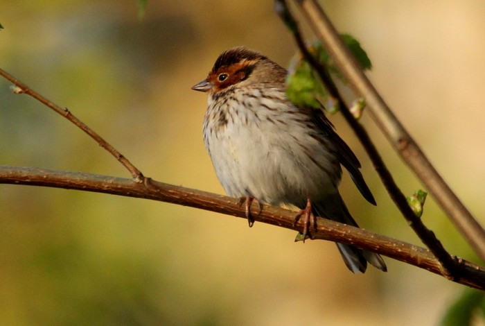 Little Bunting