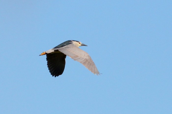 Night Heron