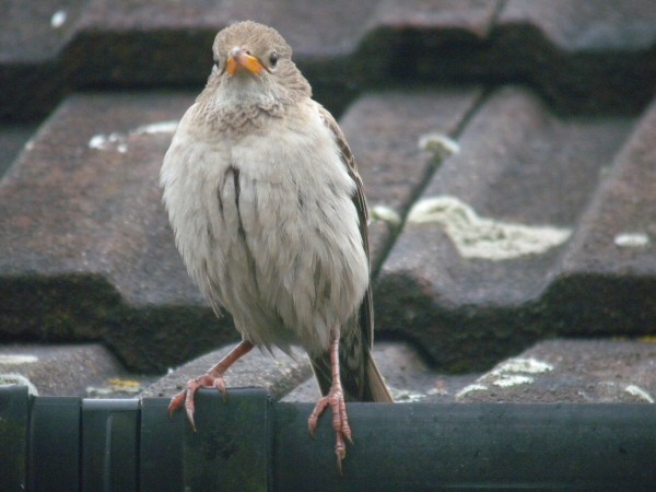 Rose-coloured Starling