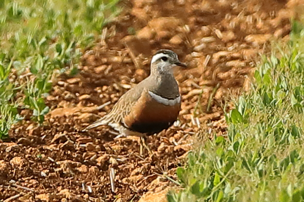 Dotterel