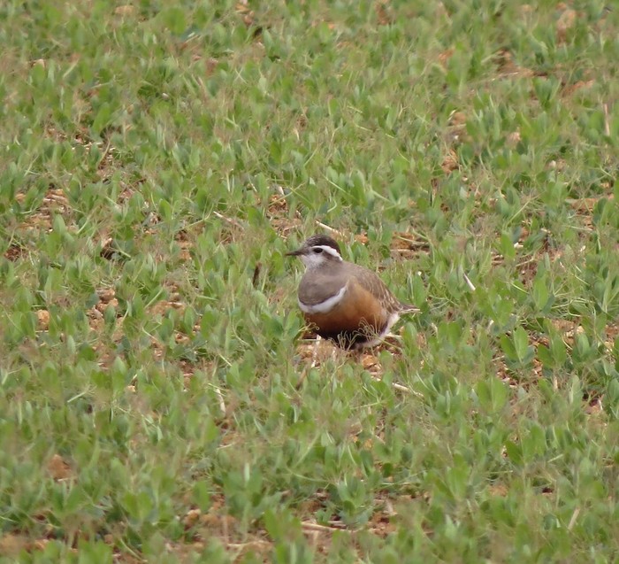 Dotterel