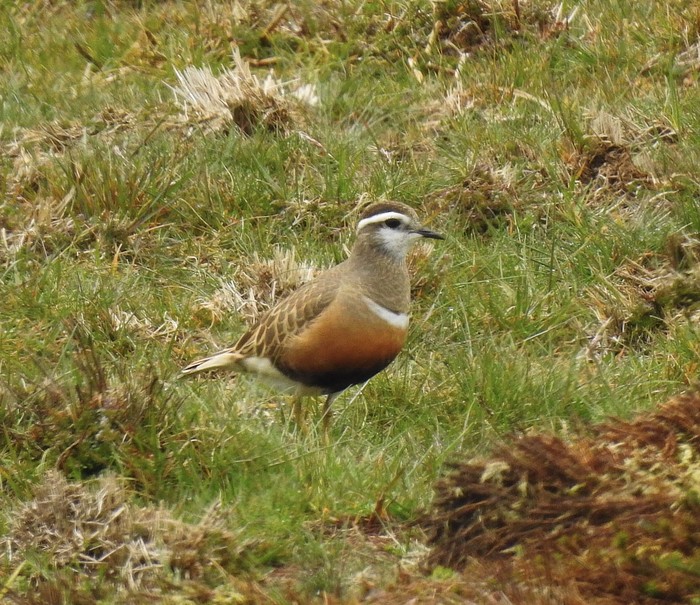 Dotterel