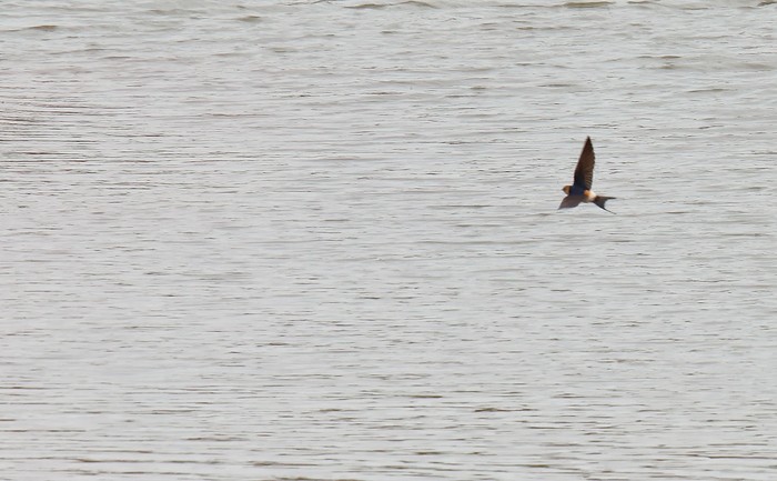 Red-rumped Swallow