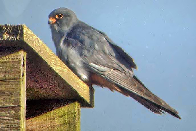 Red-footed Falcon