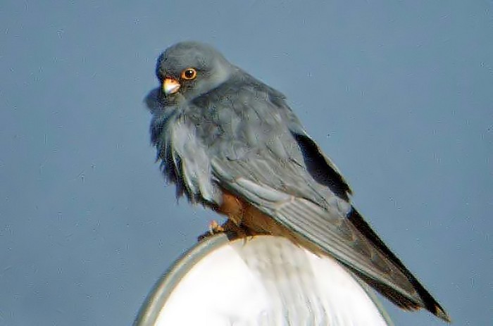 Red-footed Falcon