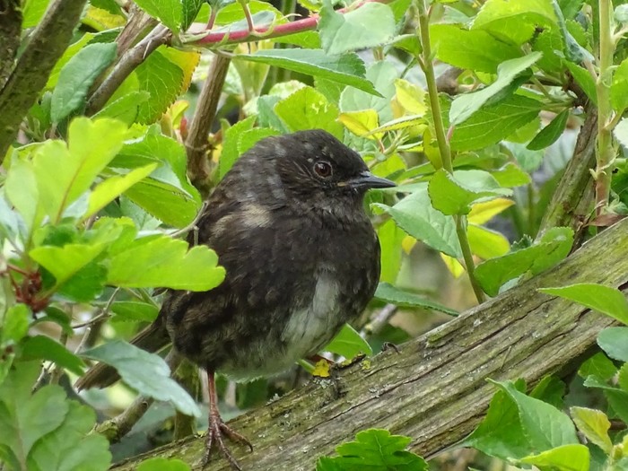 Dunnock