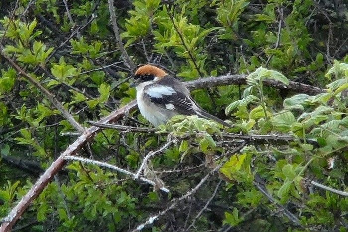 Woodchat Shrike