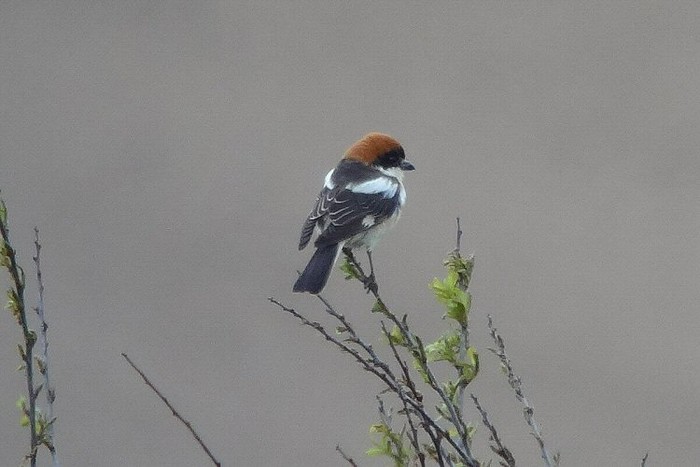 Woodchat Shrike