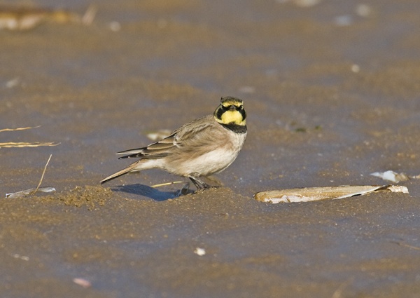 Shorelark