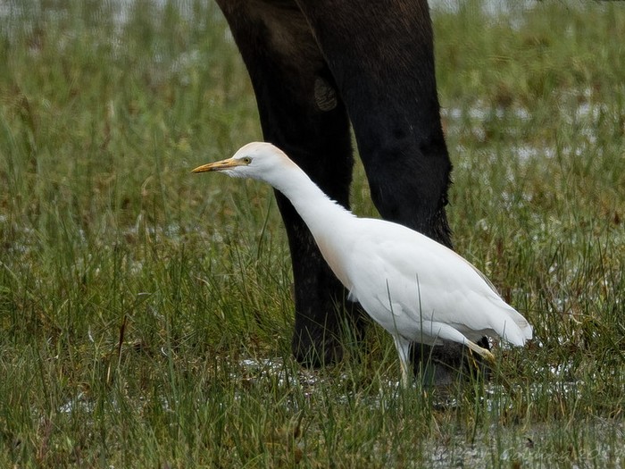 Cattle Egret