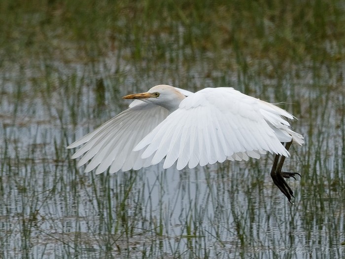 Cattle Egret