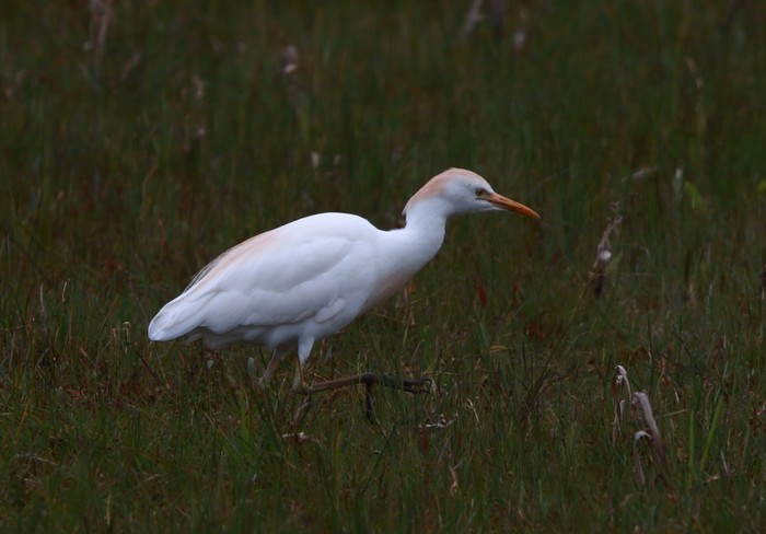Cattle Egret