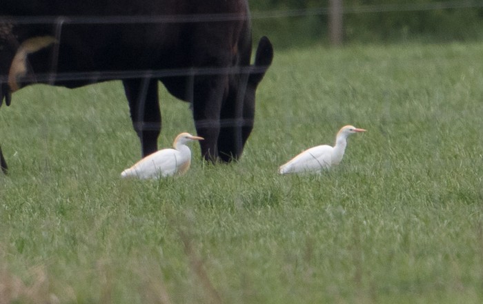 Cattle Egret