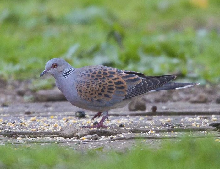 Turtle Dove