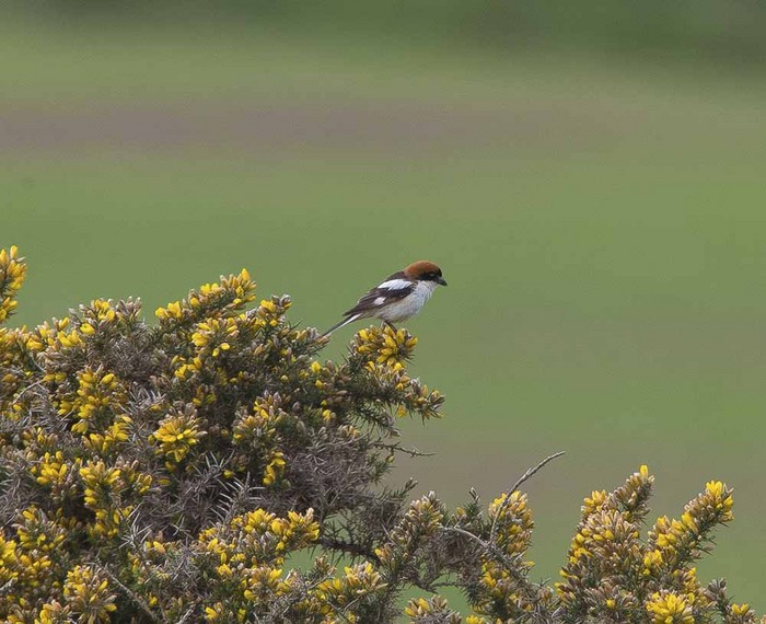 Woodchat Shrike