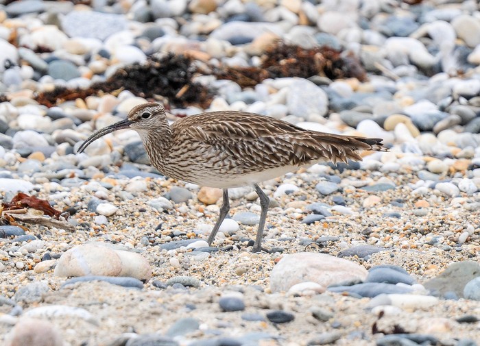 Whimbrel