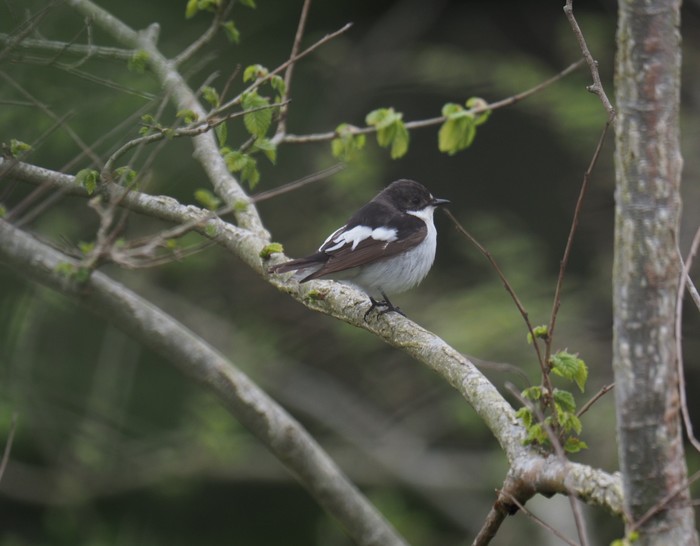 Pied Flycatcher