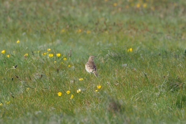 Richard's Pipit