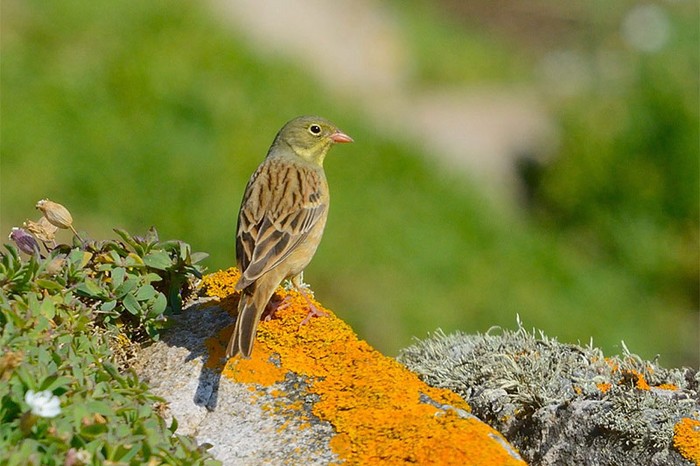 Ortolan Bunting