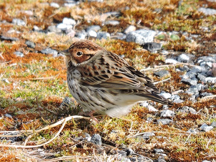 Little Bunting